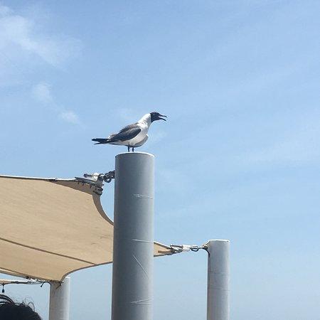 Pelican's Nest
