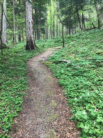 Cove Hardwoods Nature Trail