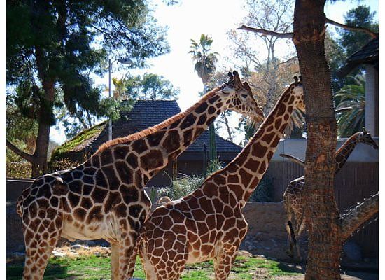 Reid Park Zoo