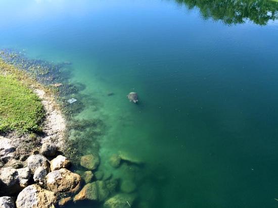 Manatee Sanctuary Park