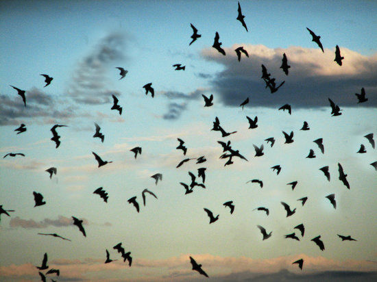 Bat Flight Program in Carlsbad Cavern National Park